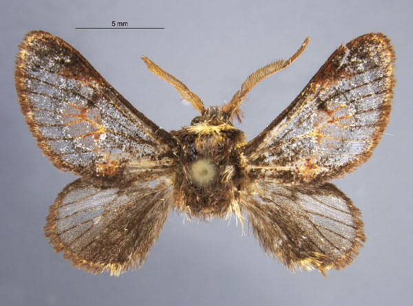 /filer/webapps/moths/media/images/C/chirindensis_Vansoniella_HT_TMSA.jpg
