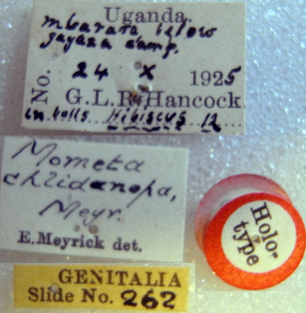 /filer/webapps/moths/media/images/C/chlidanopa_Mometa_HT_BMNHl.jpg