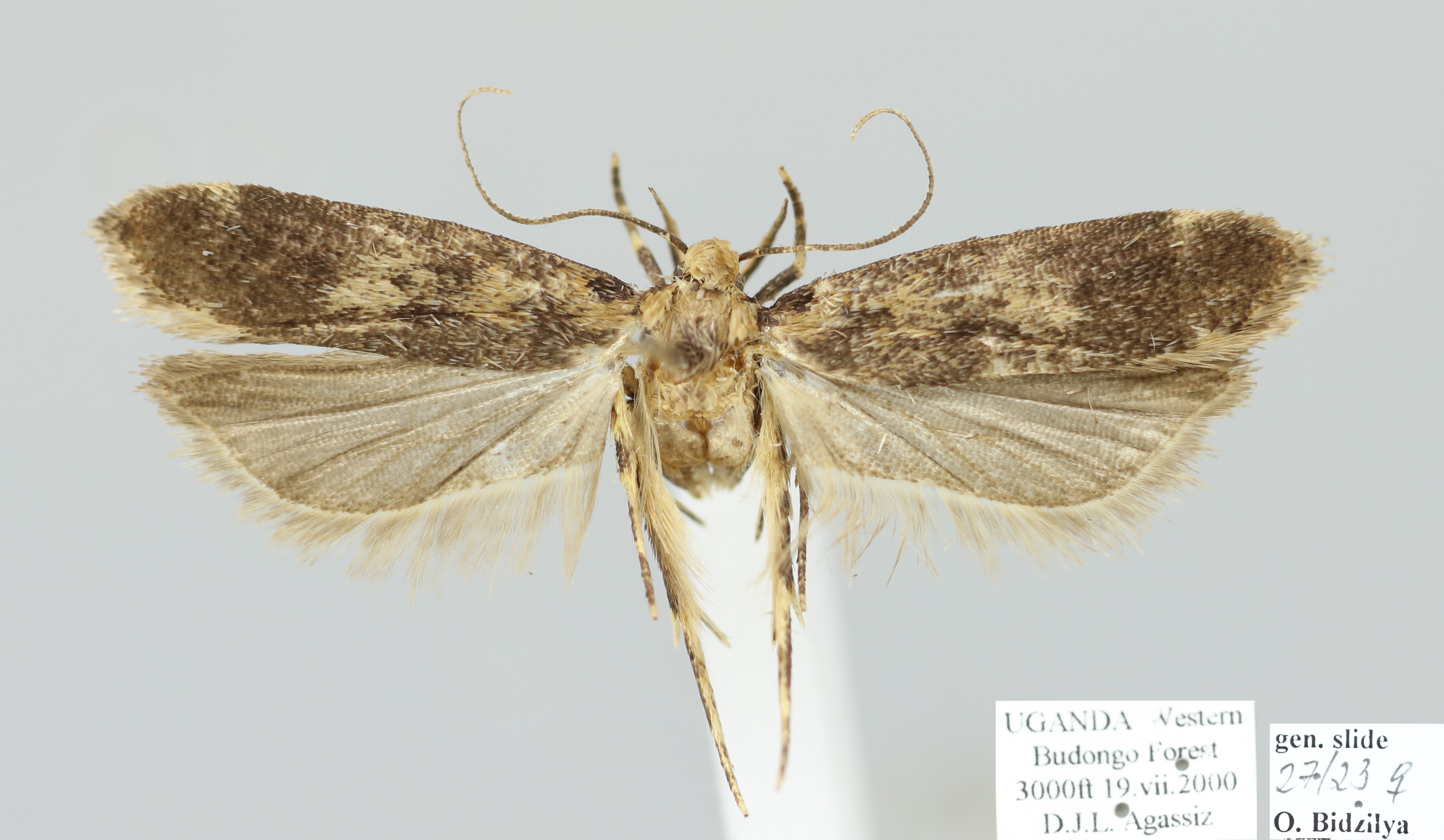 /filer/webapps/moths/media/images/C/chlidonopa_Mometa_AF_D._Agassiz.jpg