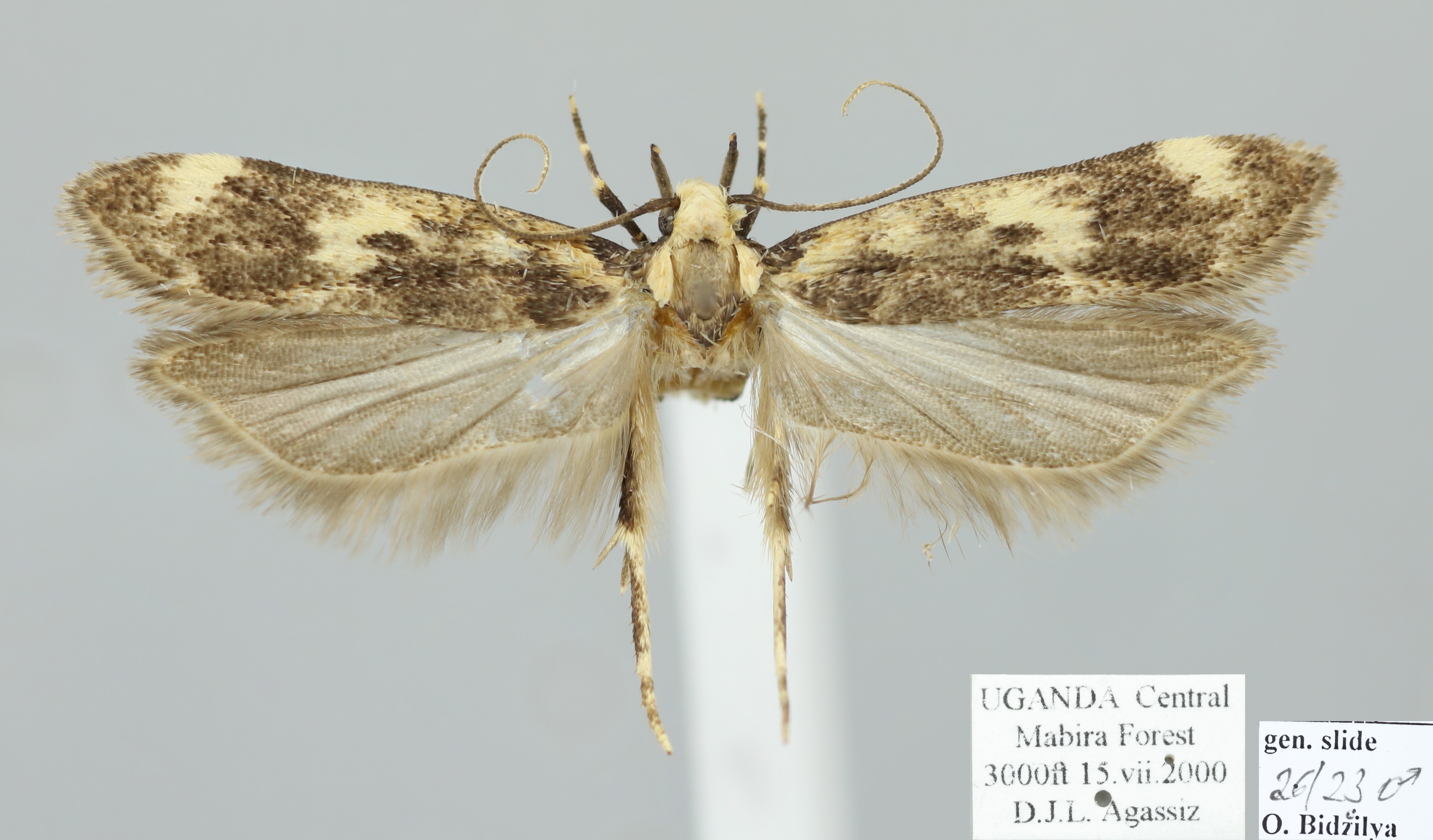 /filer/webapps/moths/media/images/C/chlidonopa_Mometa_AM_D._Agassiz.jpg