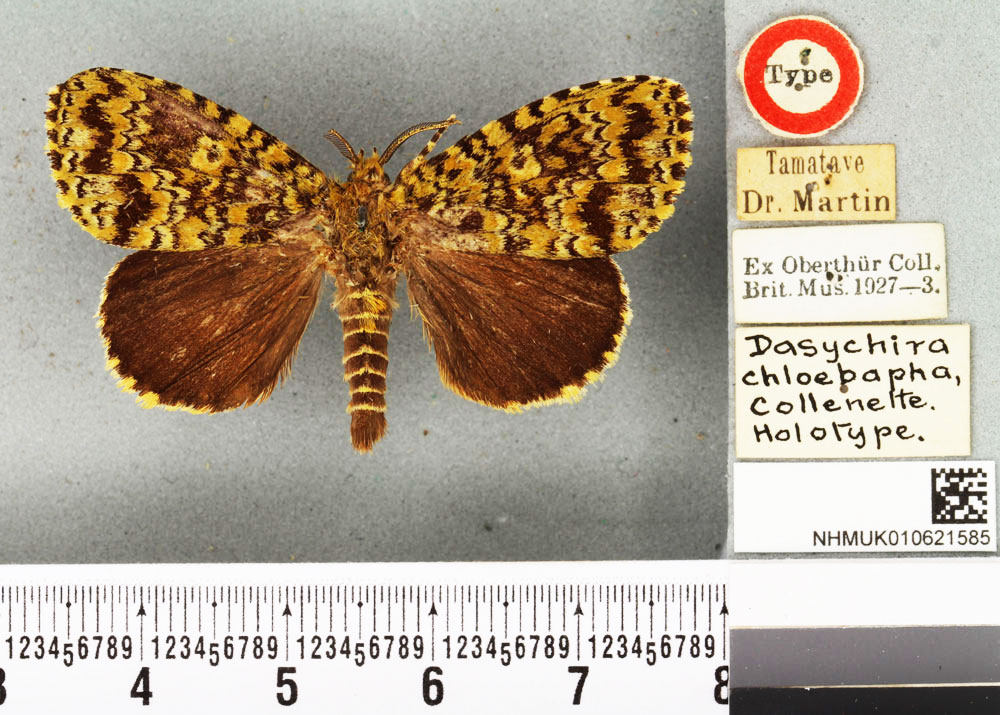 /filer/webapps/moths/media/images/C/chloebapha_Dasychira_HT_BMNH.jpg