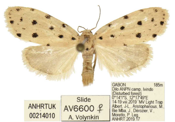 /filer/webapps/moths/media/images/C/chloma_Siccia_PTF_ANHRT.jpg