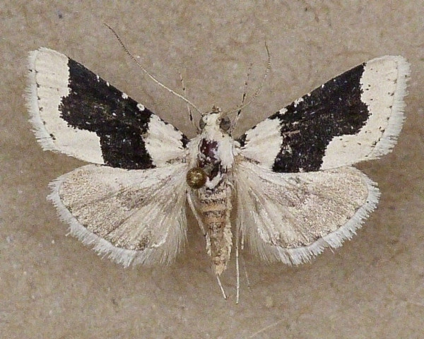 /filer/webapps/moths/media/images/C/chloralis_Stemmatophora_A_Butler.jpg