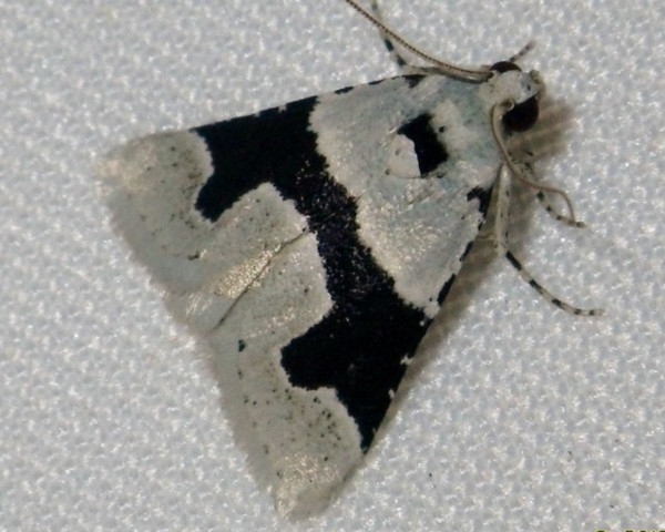 /filer/webapps/moths/media/images/C/chloralis_Stemmatophora_A_Liebenberg.jpg
