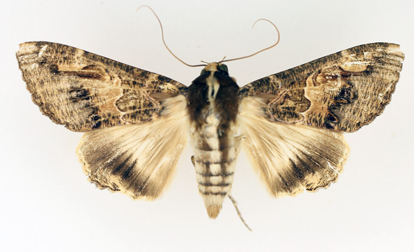 /filer/webapps/moths/media/images/C/chlorea_Sphingomorpha_AF_TMSA_01.jpg
