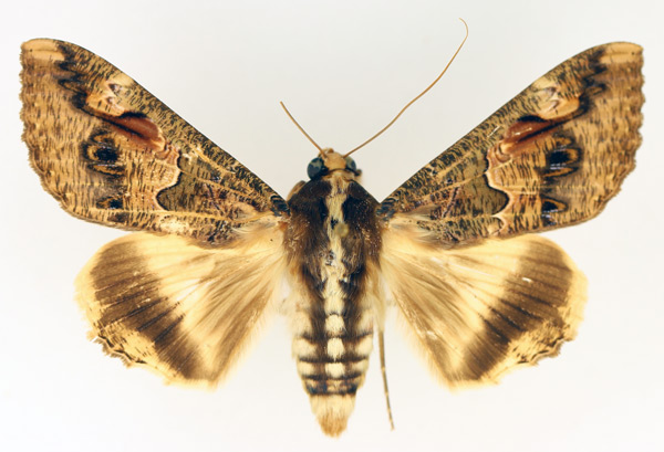 /filer/webapps/moths/media/images/C/chlorea_Sphingomorpha_AF_TMSA_02.jpg