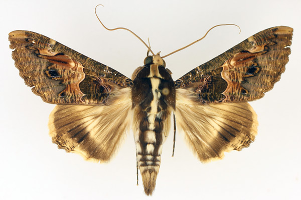 /filer/webapps/moths/media/images/C/chlorea_Sphingomorpha_AM_TMSA_01.jpg