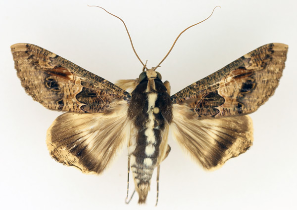 /filer/webapps/moths/media/images/C/chlorea_Sphingomorpha_AM_TMSA_02.jpg