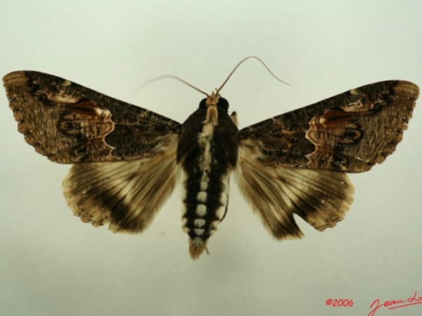 /filer/webapps/moths/media/images/C/chlorea_Sphingomorpha_A_Albert_01.jpg