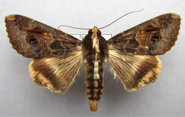 /filer/webapps/moths/media/images/C/chlorea_Sphingomorpha_A_Baron.jpg
