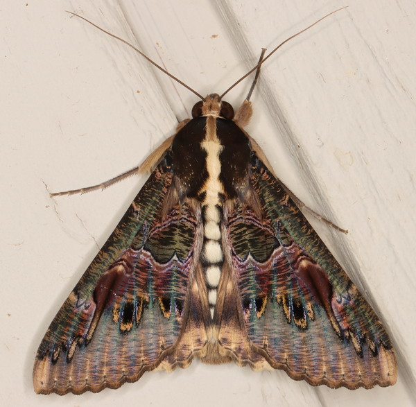 /filer/webapps/moths/media/images/C/chlorea_Sphingomorpha_A_Heyns_01.jpg