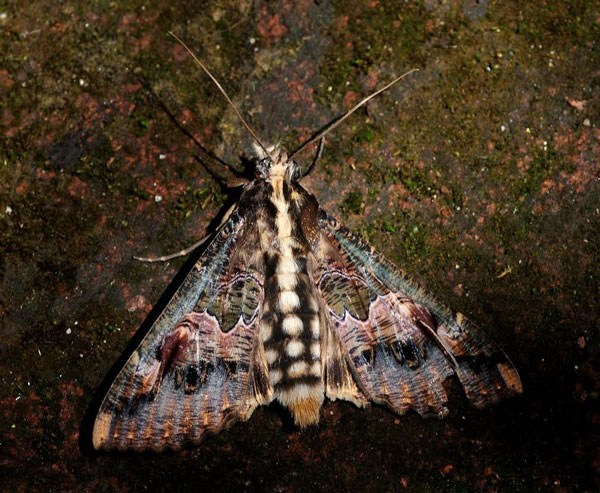 /filer/webapps/moths/media/images/C/chlorea_Sphingomorpha_A_King.jpg