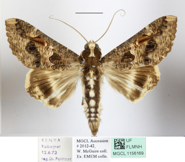 /filer/webapps/moths/media/images/C/chlorea_Sphingomorpha_A_MGCLa_01.jpg