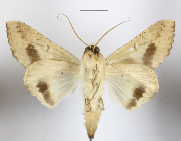 /filer/webapps/moths/media/images/C/chlorea_Sphingomorpha_A_MGCLb_01.jpg
