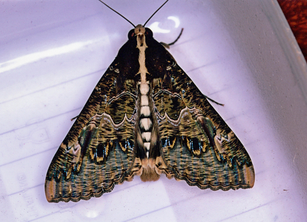 /filer/webapps/moths/media/images/C/chlorea_Sphingomorpha_A_Roland_01.jpg
