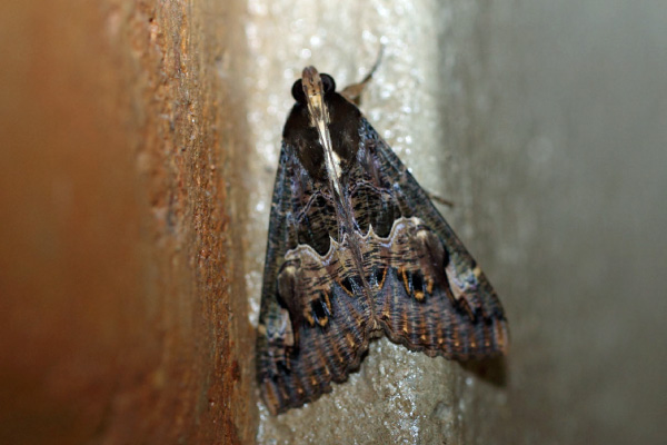 /filer/webapps/moths/media/images/C/chlorea_Sphingomorpha_A_Voaden.jpg