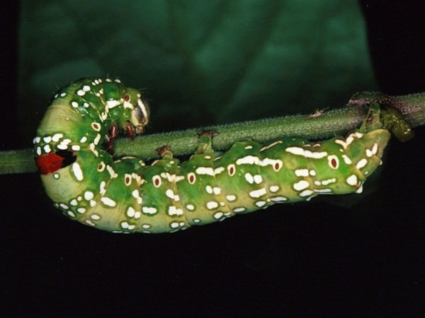 /filer/webapps/moths/media/images/C/chlorea_Sphingomorpha_C_Roland.jpg