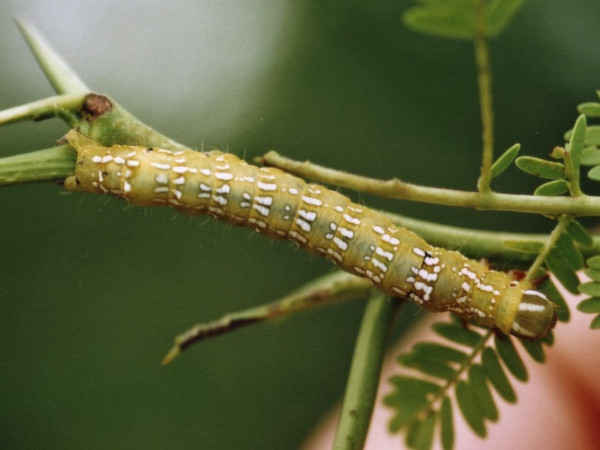 /filer/webapps/moths/media/images/C/chlorea_Sphingomorpha_C_Roland_01.jpg
