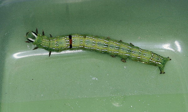 /filer/webapps/moths/media/images/C/chlorea_Sphingomorpha_C_Roland_02w.jpg