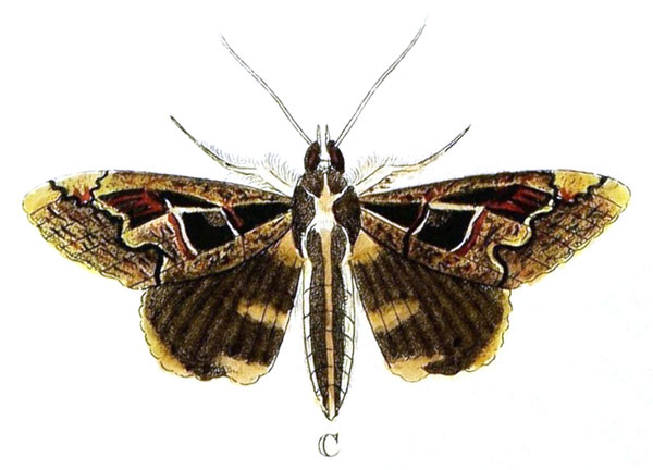 /filer/webapps/moths/media/images/C/chlorea_Sphingomorpha_Cramer2_104_C.jpg
