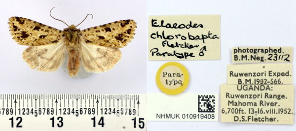 /filer/webapps/moths/media/images/C/chlorobapta_Elaeodes_PT_BMNH.jpg