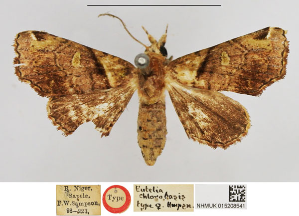 /filer/webapps/moths/media/images/C/chlorobasis_Eutelia_HT_NHMUK.jpg