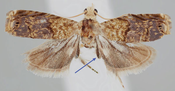 /filer/webapps/moths/media/images/C/chlorobathra_Eucosmocydia_AM_NMK.jpg