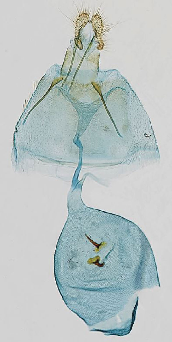 /filer/webapps/moths/media/images/C/chlorobathra_Eucosmocydia_GF_USNM.jpg