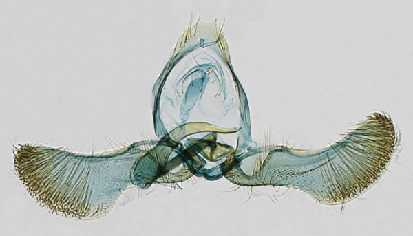 /filer/webapps/moths/media/images/C/chlorobathra_Eucosmocydia_GM_USNM.jpg