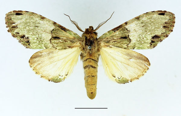 /filer/webapps/moths/media/images/C/chlorochroa_Chlorochadisra_AM_Basquin.jpg