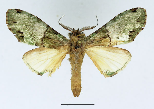 /filer/webapps/moths/media/images/C/chlorochroa_Chlorochadisra_AM_Basquin_02.jpg