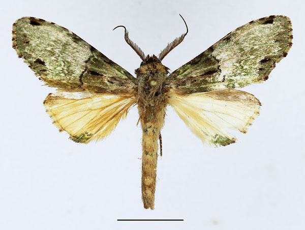 /filer/webapps/moths/media/images/C/chlorochroa_Chlorochadisra_AM_Basquin_03.jpg