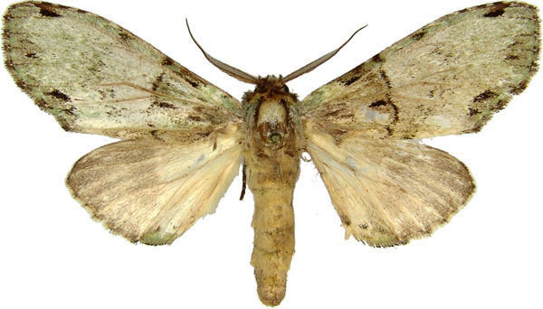 /filer/webapps/moths/media/images/C/chlorochroa_Chlorochadisra_AM_MCJM.jpg