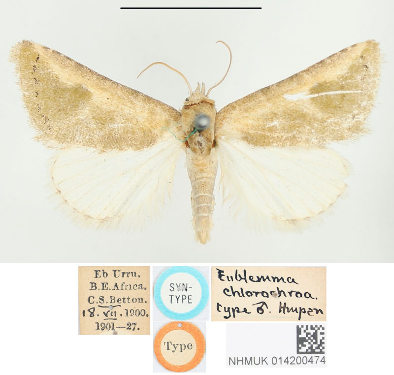 /filer/webapps/moths/media/images/C/chlorochroa_Eublemma_STM_BMNH.jpg