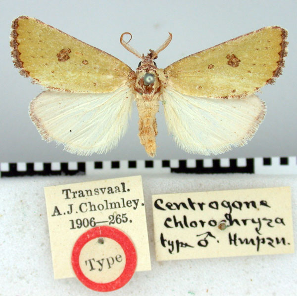 /filer/webapps/moths/media/images/C/chlorochrysa_Centrogone_HT_BMNH.jpg