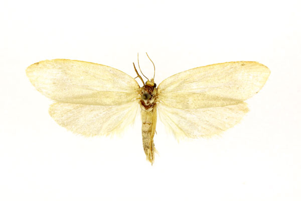 /filer/webapps/moths/media/images/C/chlorocitra_Narycia_ST_RMCA.jpg