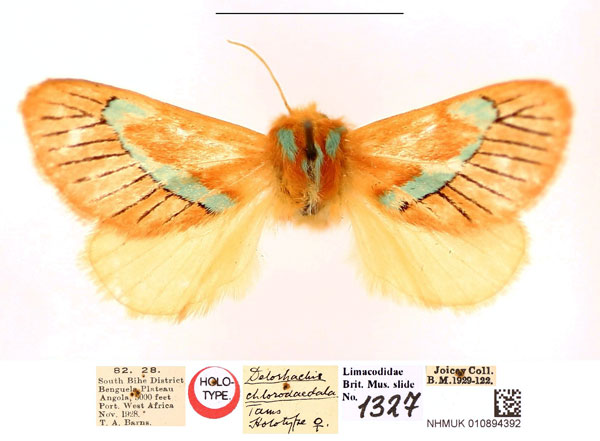 /filer/webapps/moths/media/images/C/chlorodaedala_Delorhachis_HT_BMNH.jpg