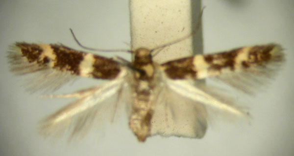 /filer/webapps/moths/media/images/C/chlorodeta_Limnaecia_HT896_TMSA_01.jpg