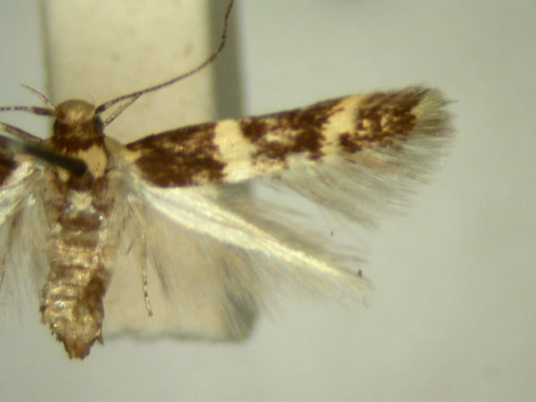 /filer/webapps/moths/media/images/C/chlorodeta_Limnaecia_HT896_TMSA_02.jpg