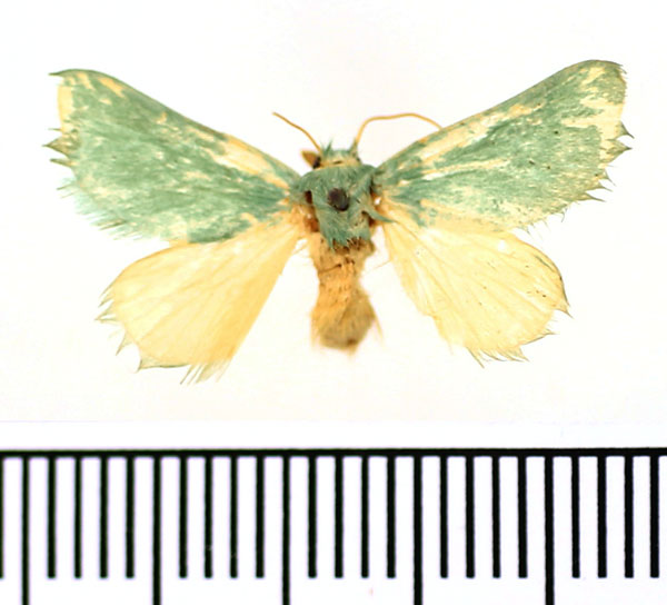 /filer/webapps/moths/media/images/C/chloronoton_Coenobasis_AM_BMNH.jpg