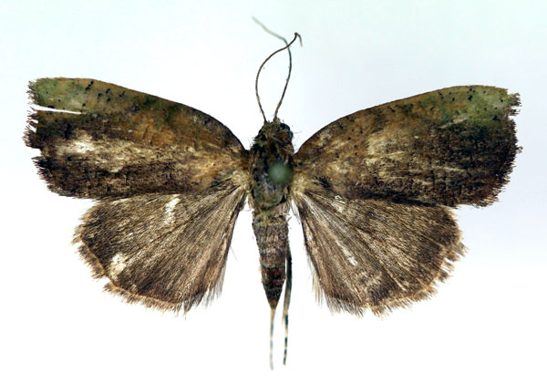 /filer/webapps/moths/media/images/C/chloropera_Acripia_A_RMCA.jpg