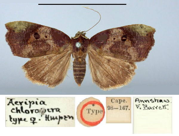 /filer/webapps/moths/media/images/C/chloropera_Acripia_HT_BMNH.jpg
