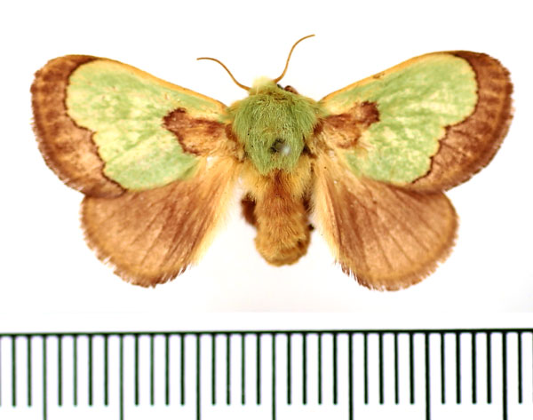 /filer/webapps/moths/media/images/C/chlorophila_Parasa_AF_BMNH.jpg