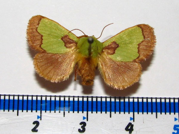 /filer/webapps/moths/media/images/C/chlorophila_Parasa_A_Goff.jpg