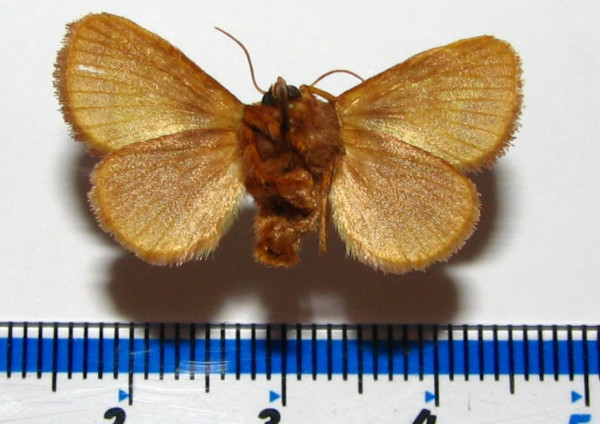/filer/webapps/moths/media/images/C/chlorophila_Parasa_A_Goffb_01.jpg