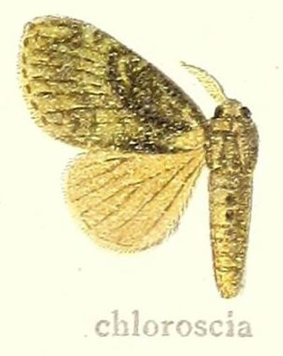 /filer/webapps/moths/media/images/C/chloroscia_Lymantria_STM_Hering_21h.jpg