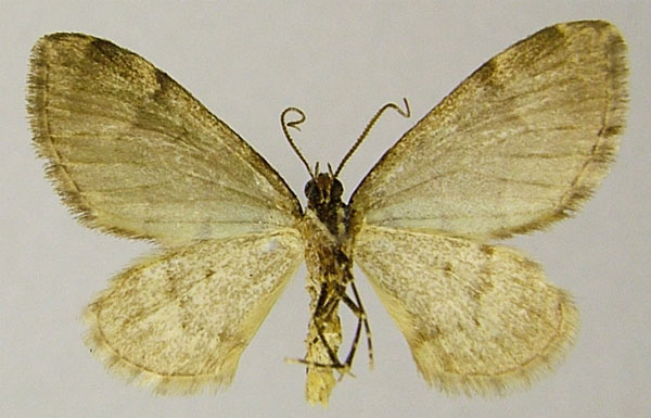 /filer/webapps/moths/media/images/C/chlorostola_Piercia_AM_ZSMb.jpg
