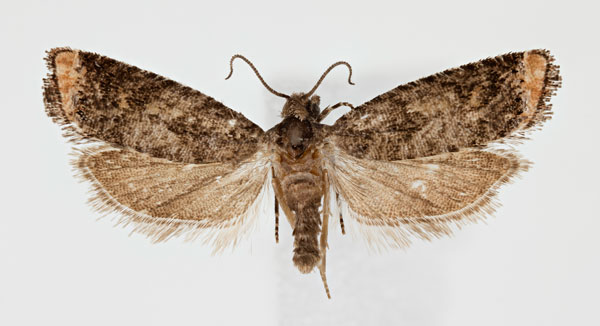 /filer/webapps/moths/media/images/C/chloroterma_Eucosma_AM_ZMHB.jpg