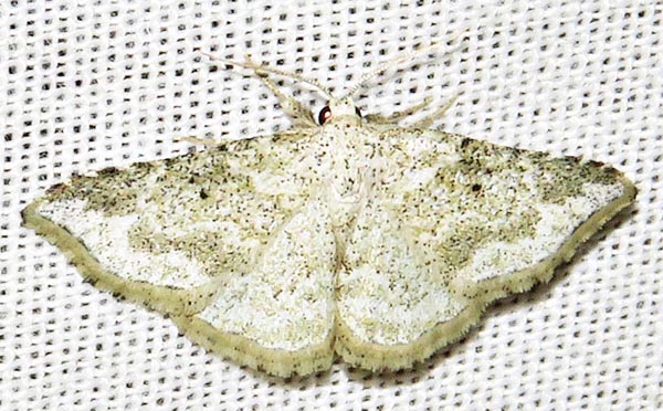 /filer/webapps/moths/media/images/C/chlorozonea_Eublemmistis_A_Braun_03.jpg