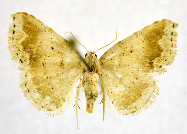 /filer/webapps/moths/media/images/C/chlorozonea_Eublemmistis_A_NHMO.jpg